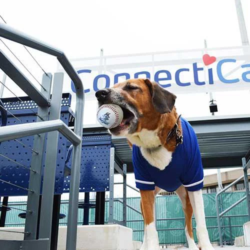 Hartford Yard Goats All Star Dogs Jersey - Image 4